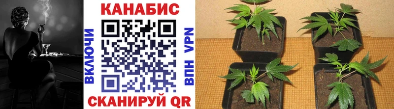 Канабис сатива MEGA зеркало Чернушка